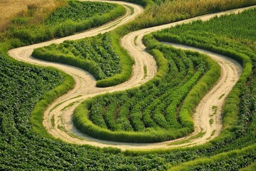 Intricate Irrigation System Winding Through Lush Crop Rows in a Rural Farmland Setting During the Summer Season