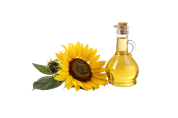 A sunflower with slightly curled petals and a smaller, wilted bloom rests beside a round-bottomed glass bottle filled with golden oil, sealed with a cork, isolated on a transparent background