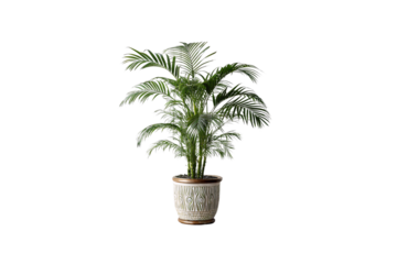 A tropical palm-like plant flourishes in an intricately designed ceramic pot. Its arching fronds create a graceful, airy vibe, perfect for adding a natural touch, isolated on a transparent background