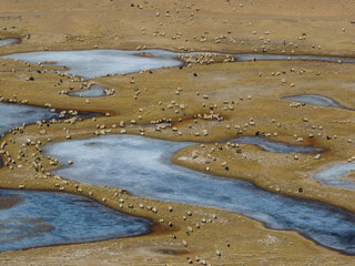 Sheep pasture in Tibet China