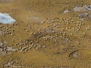 Sheep pasture in Tibet China
