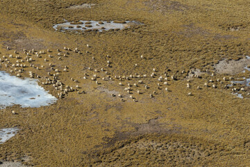 Sheep pasture in Tibet China