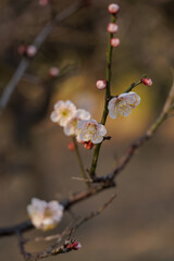 Warming earth tone backdrop enhances budding soft pink plum flowers on slender tree branch in soft light. Sprouting buds and delicate flowers with extended stamen beckon spring's approach.