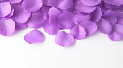 Obraz premium close-up of purple petals with soft lighting, natural and elegant,