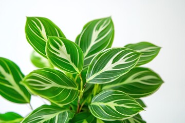 Fototapeta premium Green Leaf Plant with Striking White Stripes and Natural Texture