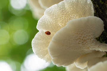 Soft white bracket fungus from below 