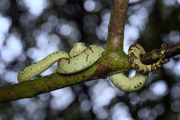 Malabar Pit Viper in habitat