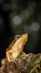 Indosylvirana caesari closeup