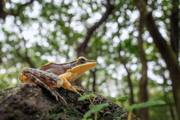 Indosylvirana caesari with habitat in background