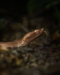Hump nosed pit viper with tongue out