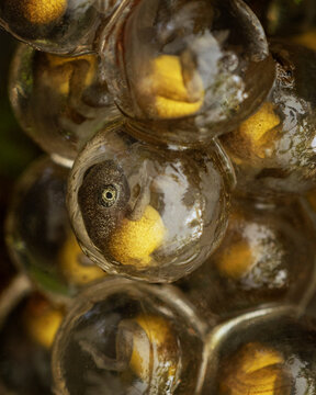 Amboli bush frog eggs 