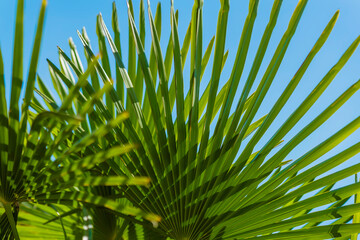 Sunlit palm fronds create a natural pattern against clear blue sky. Natural background of tropical leaves, exotic summer vibe. Lush green palm fronds swaying under clear blue sky