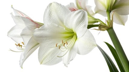 Double Exposure Amaryllis Winter Bloom: White Flower Photography