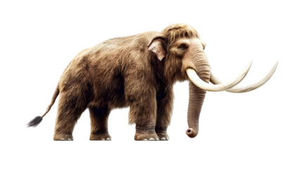 Woolly Mammoth Stands Majestically, Isolated on White Background