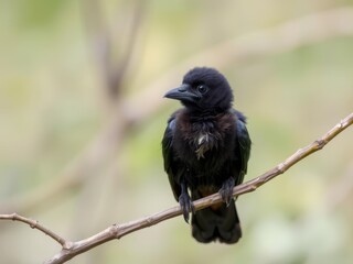 Crows chicks sit on a branch, exploring nature
