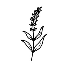 Fototapeta premium Lavender flower icon with leaves, botanical art concept