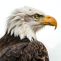 Obraz premium An eagle is a large, powerful bird of prey known for its keen vision