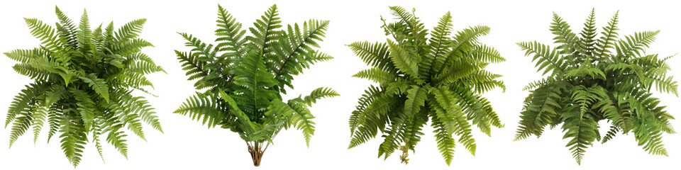 Lush Green Ferns in Various Arrangements for Natural Indoor and Outdoor Decor Ideas and Projects