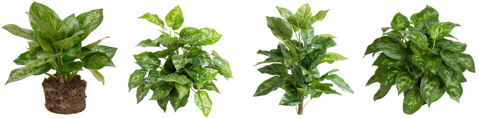 Vibrant Indoor Green Plants for Home Decor, Office Spaces, and Natural Aesthetics in Interior Design Projects
