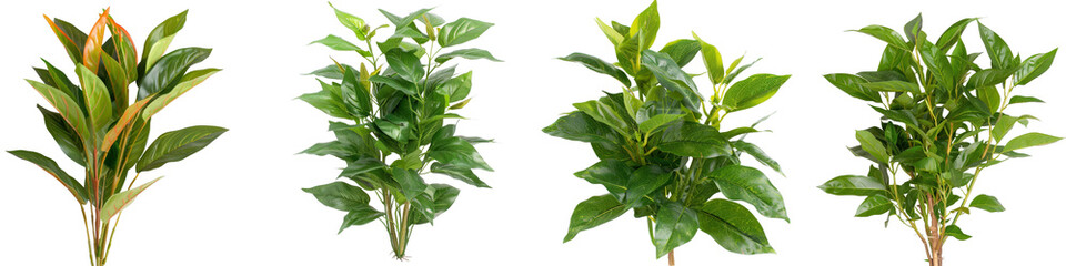 Obraz premium Lush Green Leafy Plants for Home Decor, Indoor Gardening, and Natural Aesthetics in Vibrant Shades of Green