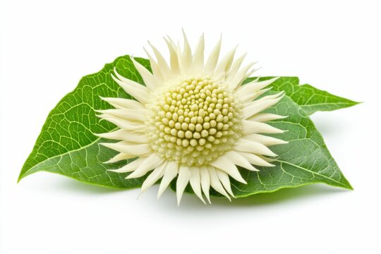 Toothache Plant Isolated on White Background. Close-up of Green Flower in Nature