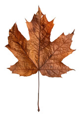 Obraz premium Detailed close-up of a dried autumn maple leaf showcasing intricate texture and vibrant shades of brown and orange hues