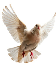 Obraz premium Beautiful Dove in Flight with Graceful Wings and Soft Feathers, Symbolizing Peace and Freedom in Nature