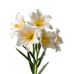 Fototapeta premium Beautiful white lilies with delicate petals and bright yellow centers arranged in a vase on a clean, white background