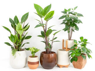 Obraz premium Plant in flowerpot isolated on white background with clipping path.