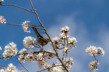 桜とヒヨドリ