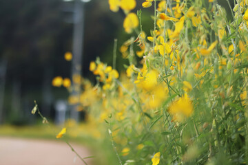 Sunn hemp Flowers, Yellow Flowers