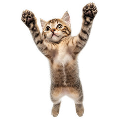 Obraz premium playful kitten with striking tabby markings. captured mid-air as it jumps. showcasing its lively and energetic nature the background is plain white. emphasizing the kitten's adorable expression and dy