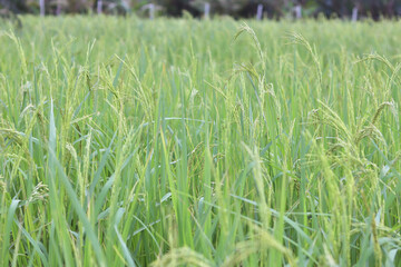 Fresh, Rice field at countryside