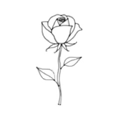 Obraz premium rose isolated on white background