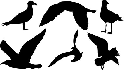 seagulls black silhouettes, vector