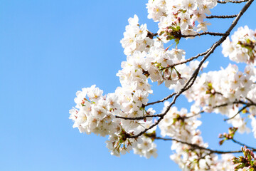 桜