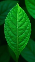 Obraz premium Emerald green leaf surface, glistening texture, leaf, water droplets