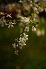 A close-up of delicate cherry blossom branches, painted in soft pinks and whites, with petals gently falling. The scene captures the ethereal beauty of springtime, with muted green leaves 