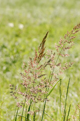 Close up view of green beige wild grasses growing in meadow at sunlight. Natural, warm, serene atmosphere. Natural beauty landscape, Minimal natural texture pattern of summer grass, blur background