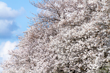Naklejka premium 満開の桜