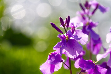 紫色の花