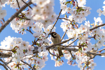 桜とスズメ