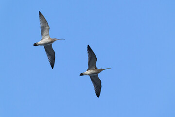 Two adult eurasian curlew (numenius arquata) in flight