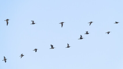 A flock of eurasian curlew (numenius arquata) in flight