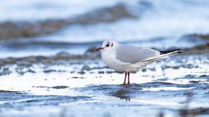Adult black-headed gull (chroicocephalus ridibundus) in winter plumage resting on ground in the German wadden sea