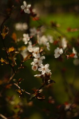 A close-up of delicate cherry blossom branches, painted in soft pinks and whites, with petals gently falling. The scene captures the ethereal beauty of springtime, with muted green leaves 