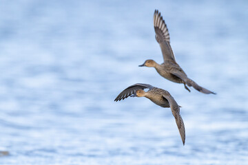 adult female northern pintail (anas acuta) in flight
