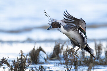 Adult male northern pintail (anas acuta) ist landing 