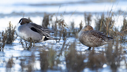Resting northern pintails (anas acuta) at the shores of the North Sea, German Wadden Sea