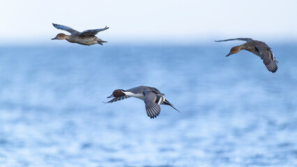 Adult male and female northern pintails (anas acuta) in flight